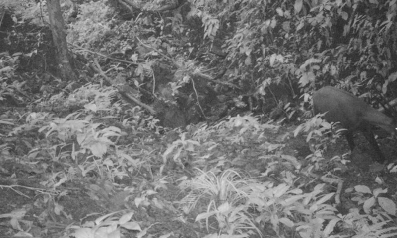 Illustration for article titled The Very Best Camera Trap Photography